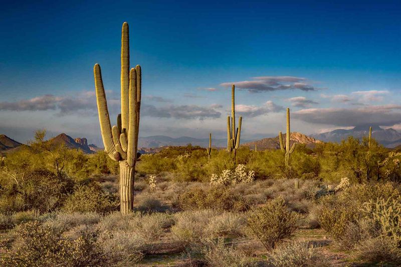 Adjust For Cactus Type, Size, And Location