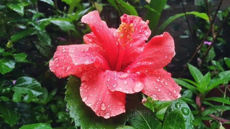 Adjust Irrigation Based On Rainfall