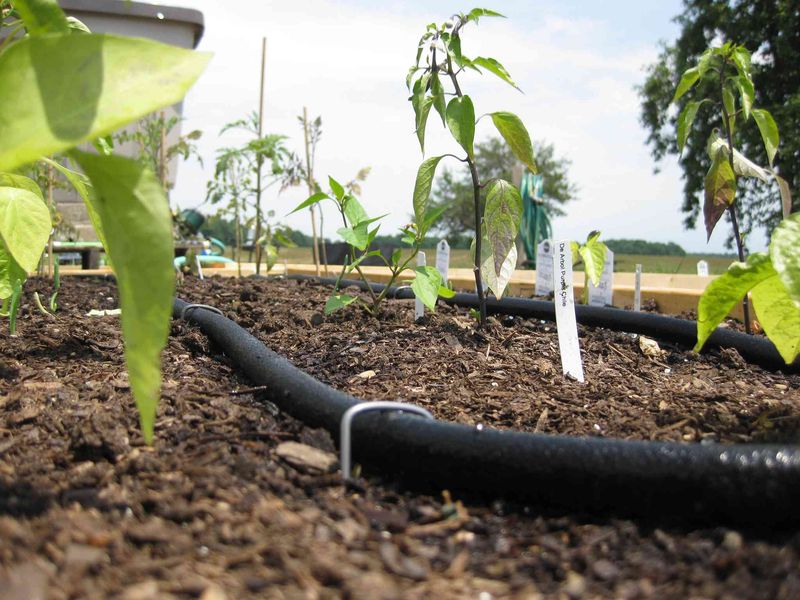 Adjust Watering As Monsoon Rainfall Increases