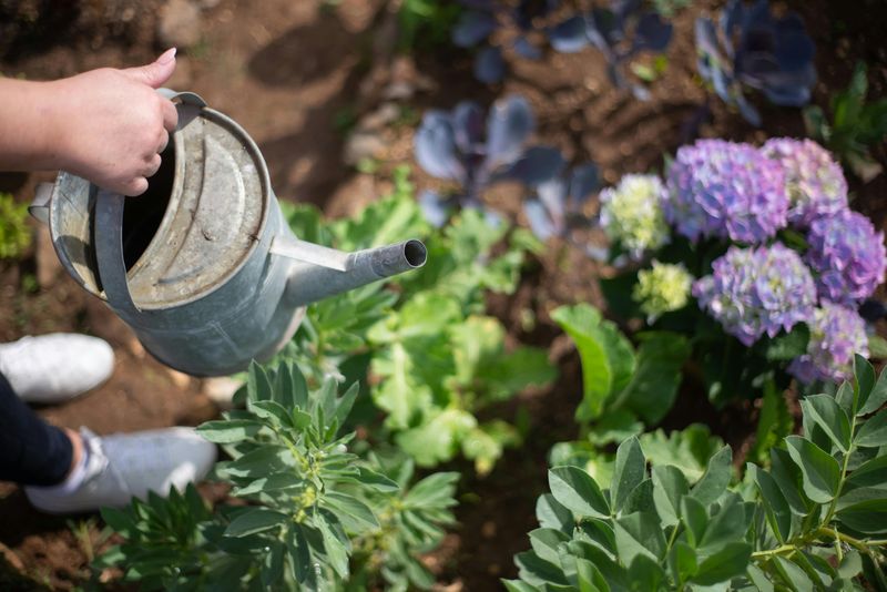 Adjust Your Watering As The Soil Warms And New Roots Become Active Adjust Your Watering As The Soil Warms And New Roots Become Active