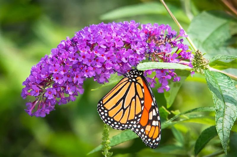 Adult Butterflies Get Nectar, But Caterpillars Get Little