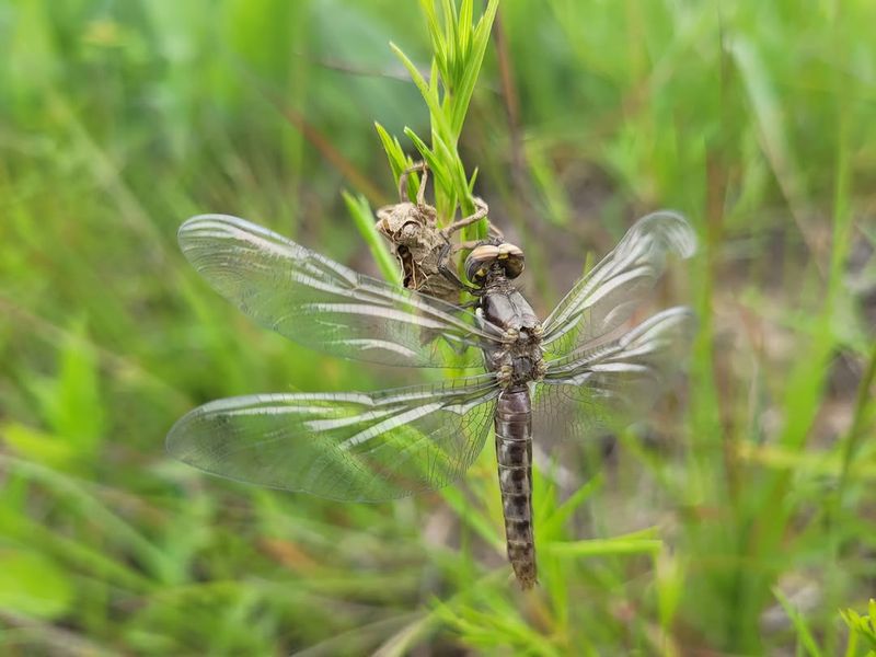 Adult Dragonflies May Be Emerging Nearby Adult Dragonflies May Be Emerging Nearby