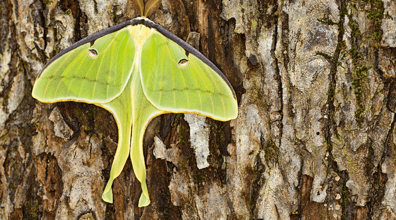 Adult Luna Moths Visit Briefly And Do Not Feed