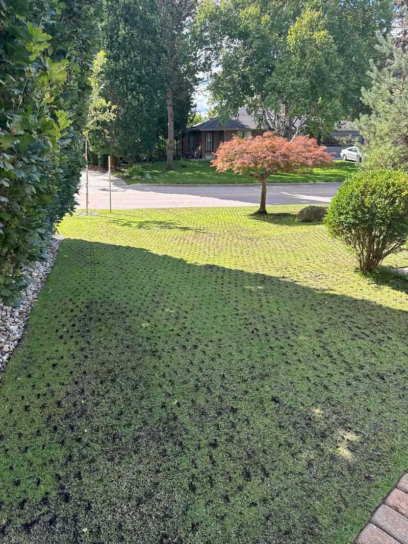 Aeration Methods That Work Without Stressing The Root System