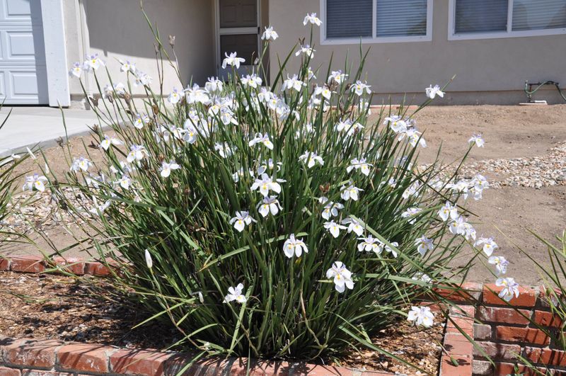 African Iris Keeps Sunny Foundations Crisp With Clean Lines African Iris Keeps Sunny Foundations Crisp With Clean Lines