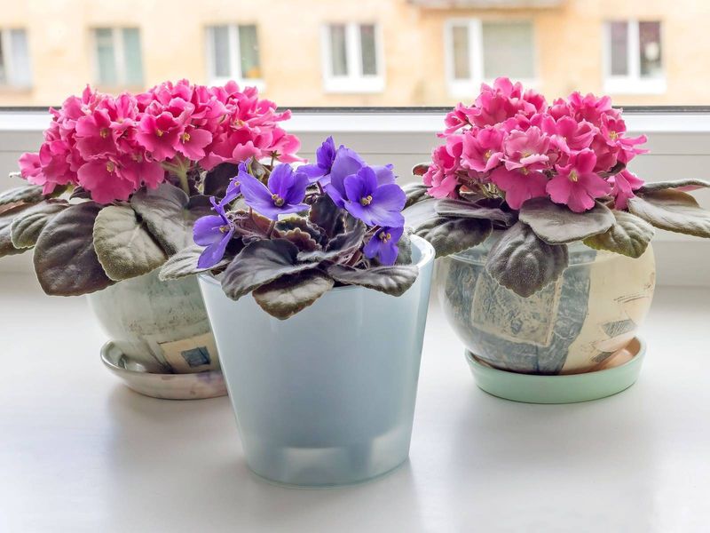 African Violet Flowers Best When Slightly Snug