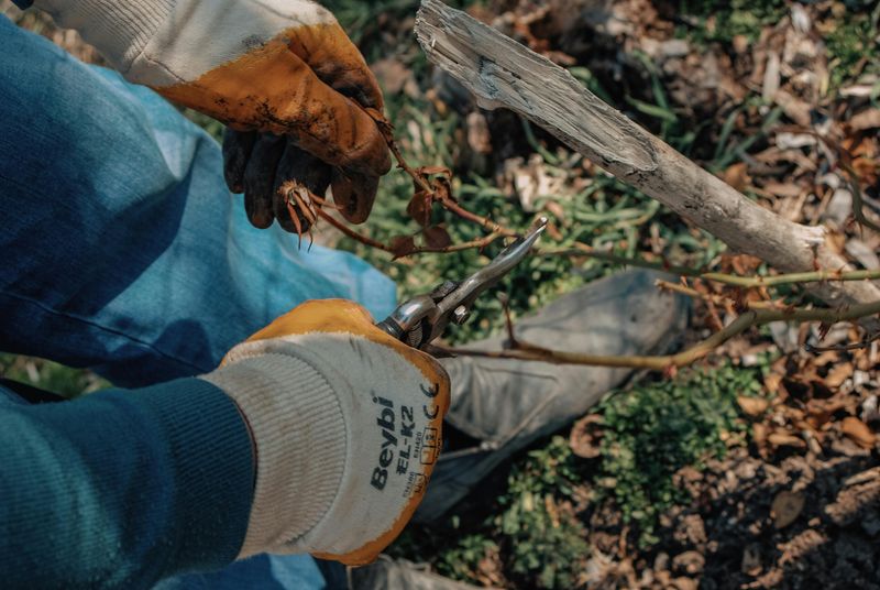 After The First Hard Frost, Cut Stems To 1 Inch From The Ground