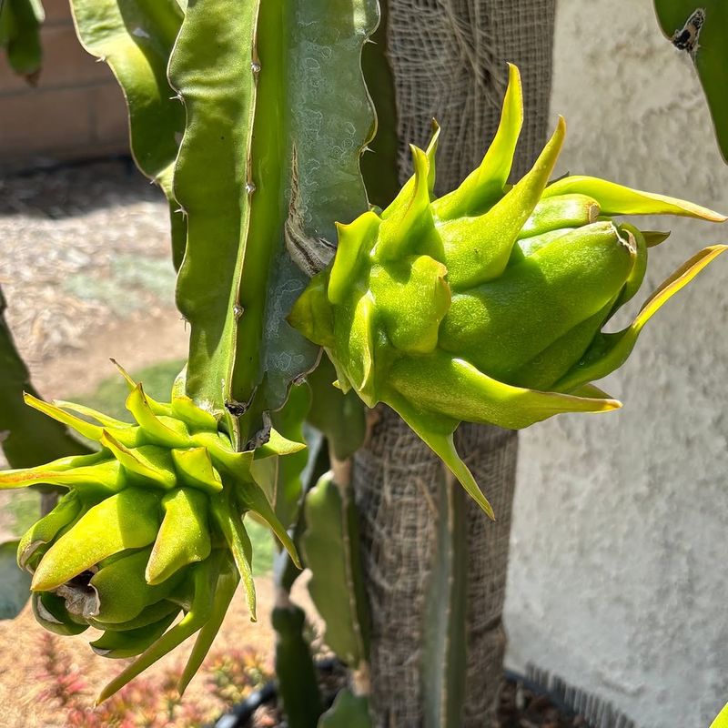 Afternoon Shade Can Help In Hot Inland Areas Afternoon Shade Can Help In Hot Inland Areas