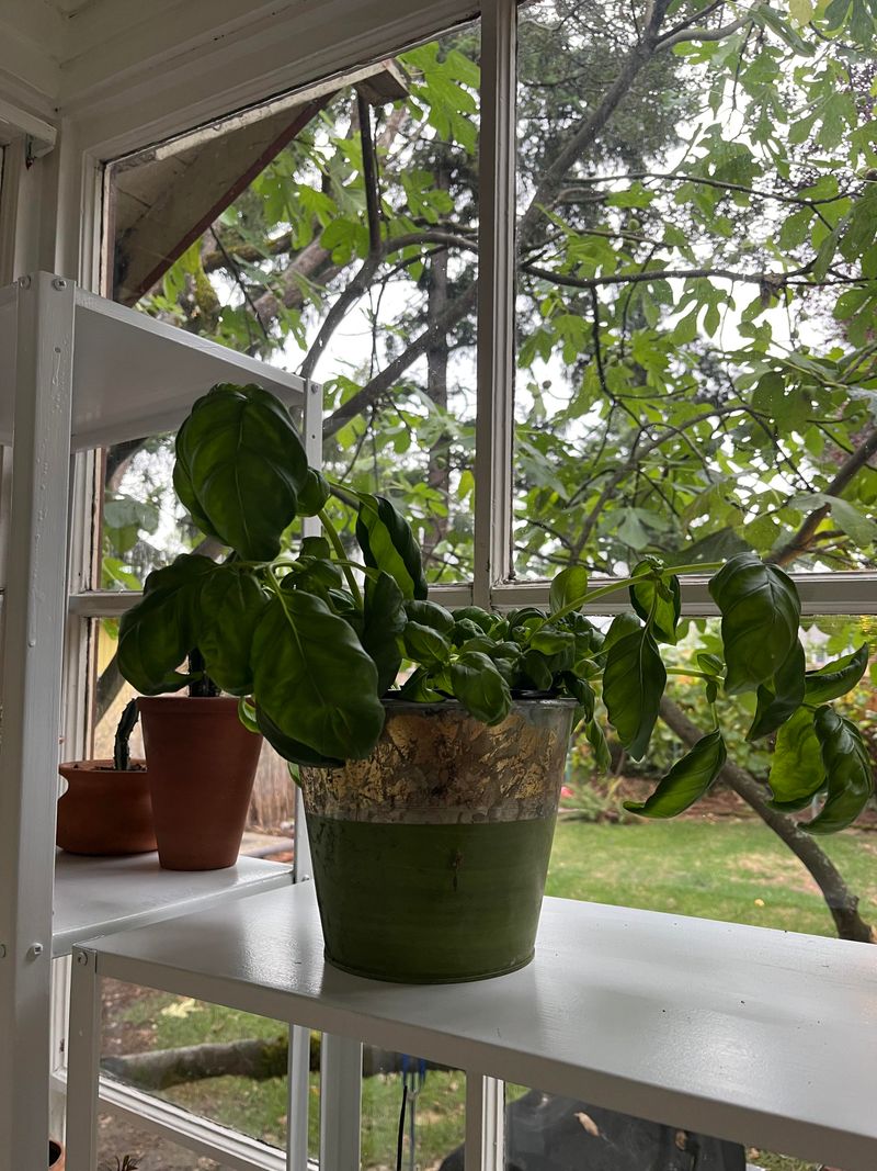 Afternoon Shade Can Help In Intense Heat