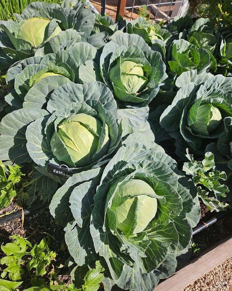 Afternoon Shade Can Protect Sensitive Crops