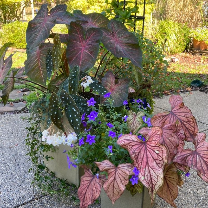 Afternoon Shade Can Save Stressed Containers