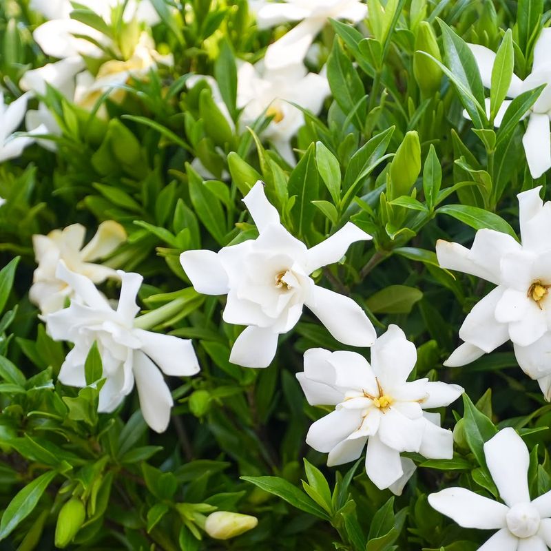 Afternoon Shade Protects Flowers From Heat