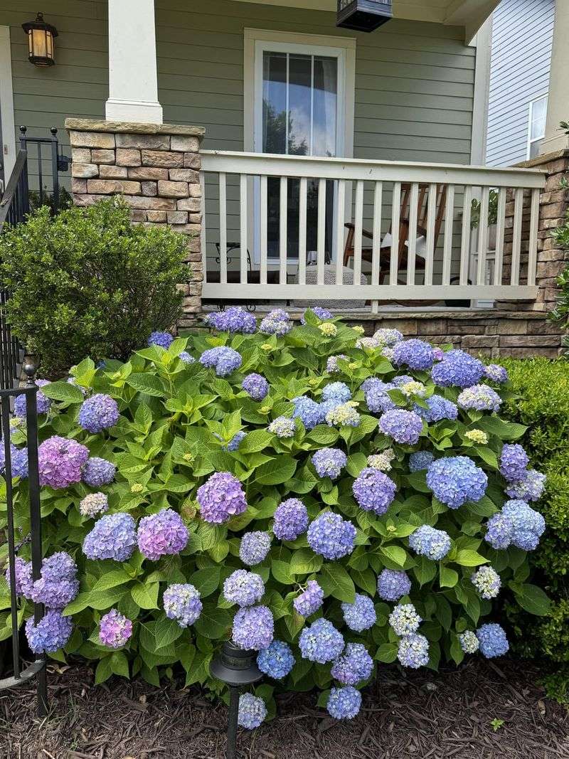 Afternoon Shade Protects Flowers From Oregon Summer Heat