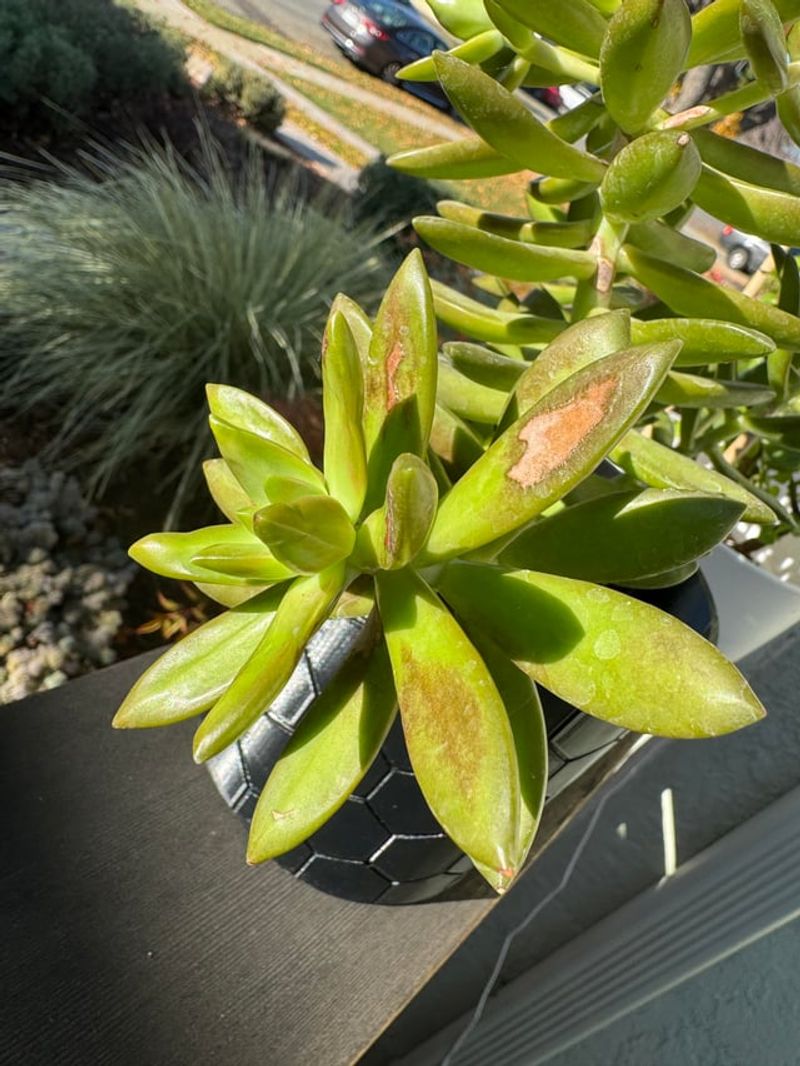 Afternoon Sun Can Scorch Tender Succulent Leaves