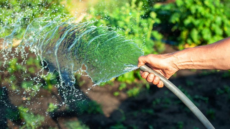 Afternoon Watering During Triple-Digit Heat Afternoon Watering During Triple-Digit Heat