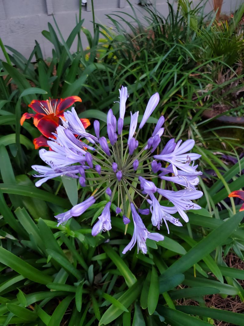Agapanthus Can Trap Leaves Between Thick Straps
