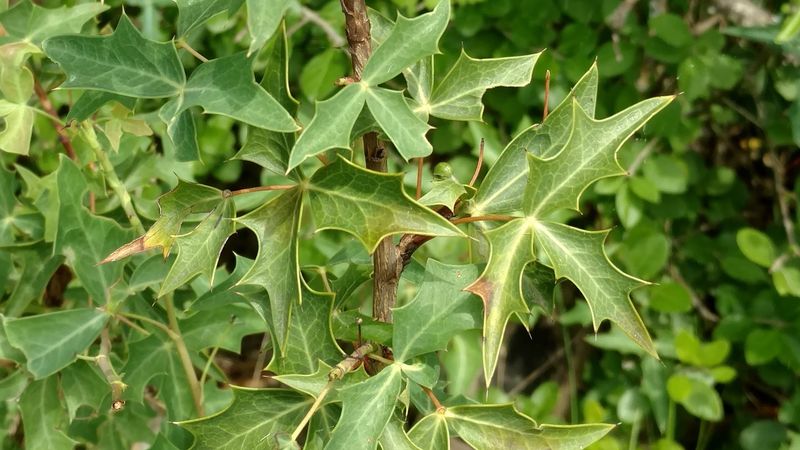 Agarita For High Deer Resistance Agarita For High Deer Resistance