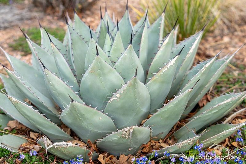 Agave Agave