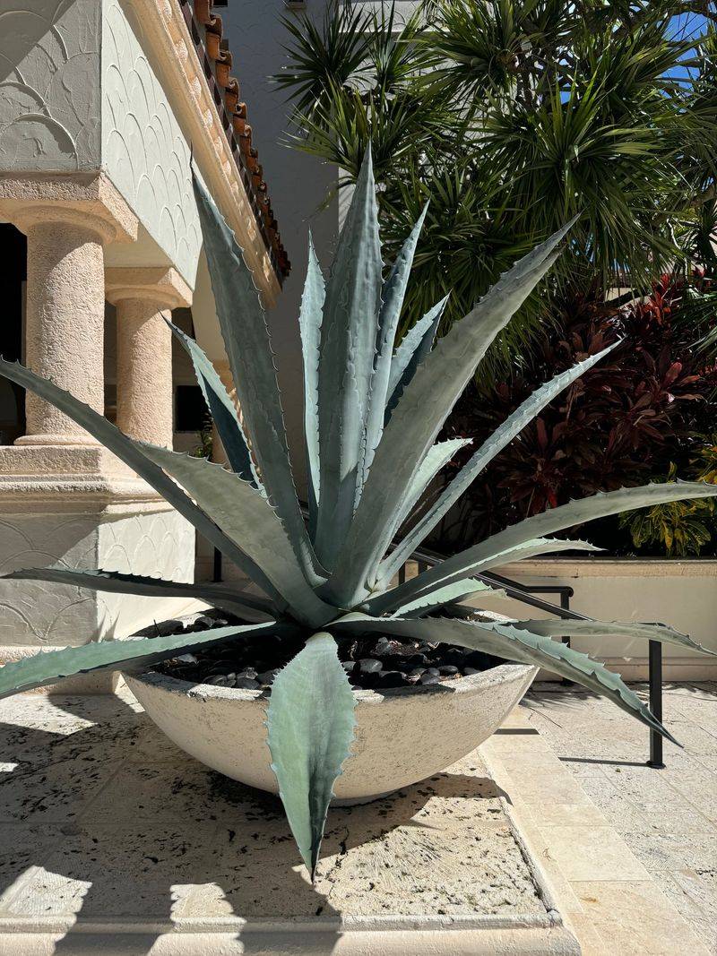 Agave 