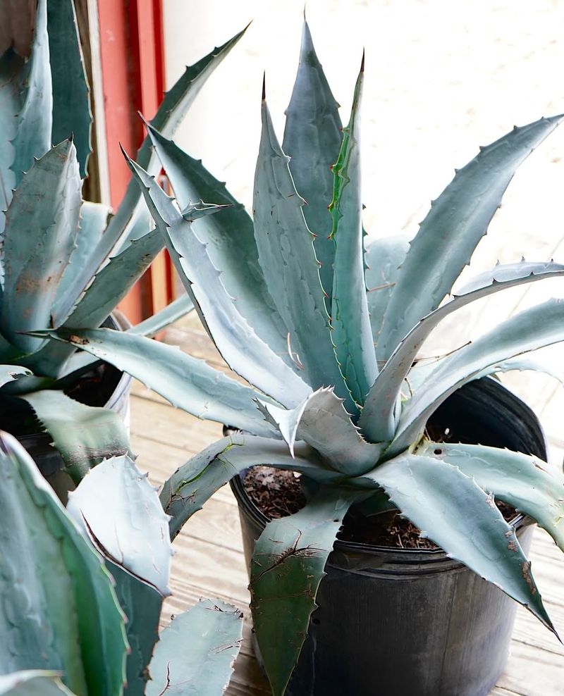 Agave (Agave Americana)