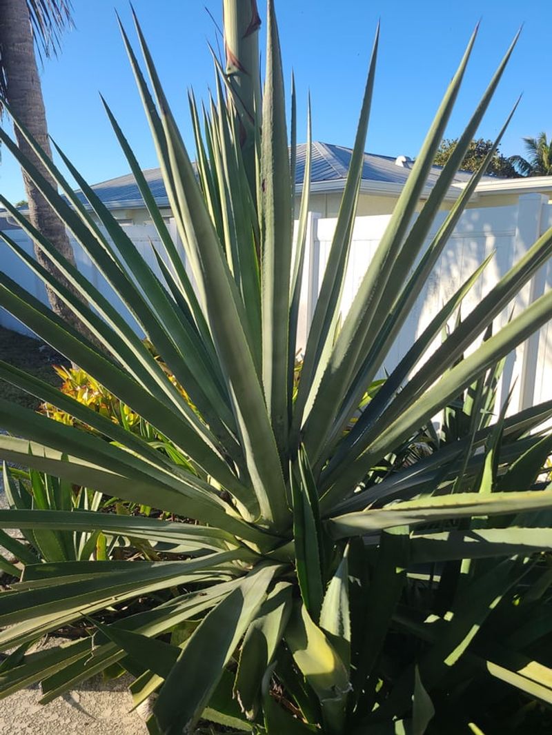 Agave Handles Rain Only With Drainage Agave Handles Rain Only With Drainage