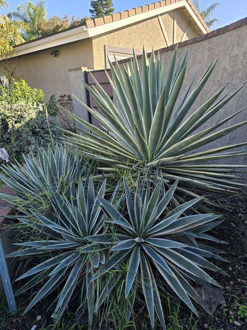 Agave Makes Summer Yards Look Sharp And Intentional
