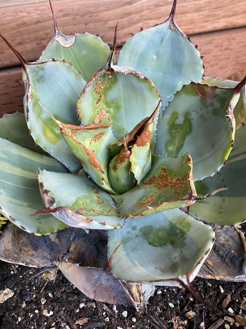 Agave Mites Or Other Small Pest Issues Agave Mites Or Other Small Pest Issues