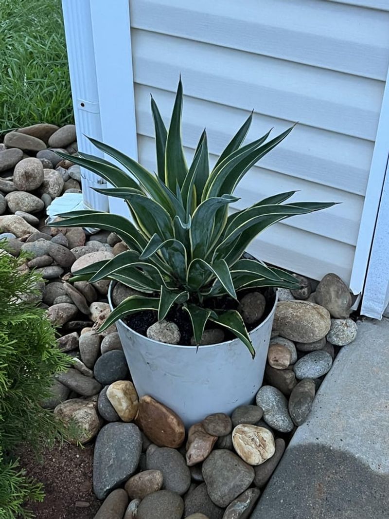 Agave Needs Sun And Sharp Drainage Agave Needs Sun And Sharp Drainage