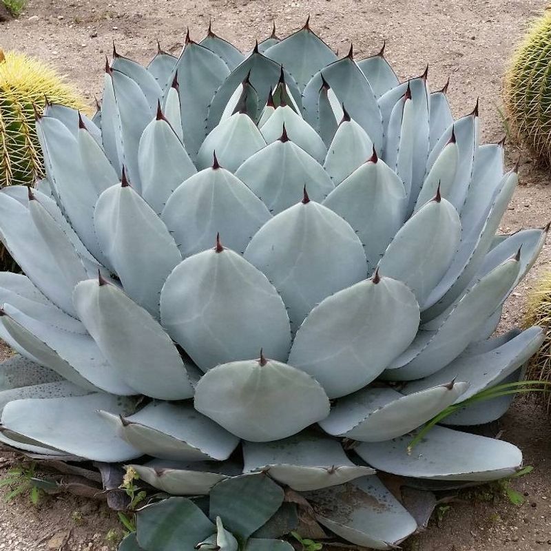 Agave Parryi (Parry's Agave)