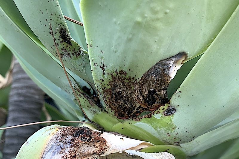 Agave Snout Weevil Activity Agave Snout Weevil Activity