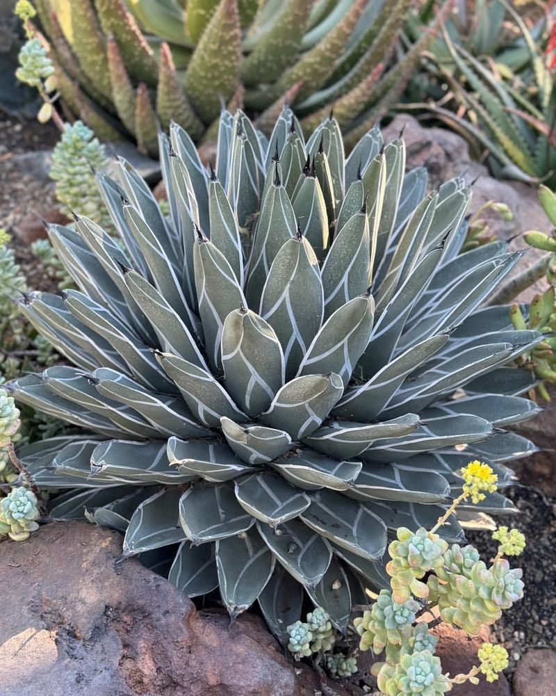 Agave Stores Moisture And Thrives In Harsh Conditions Agave Stores Moisture And Thrives In Harsh Conditions