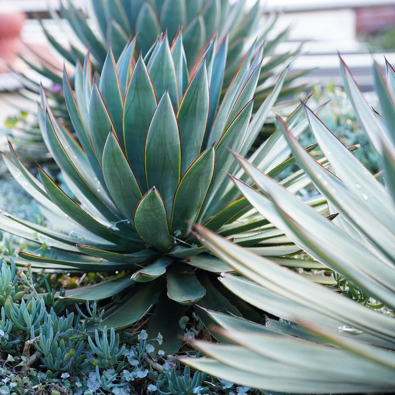 Agave Agave