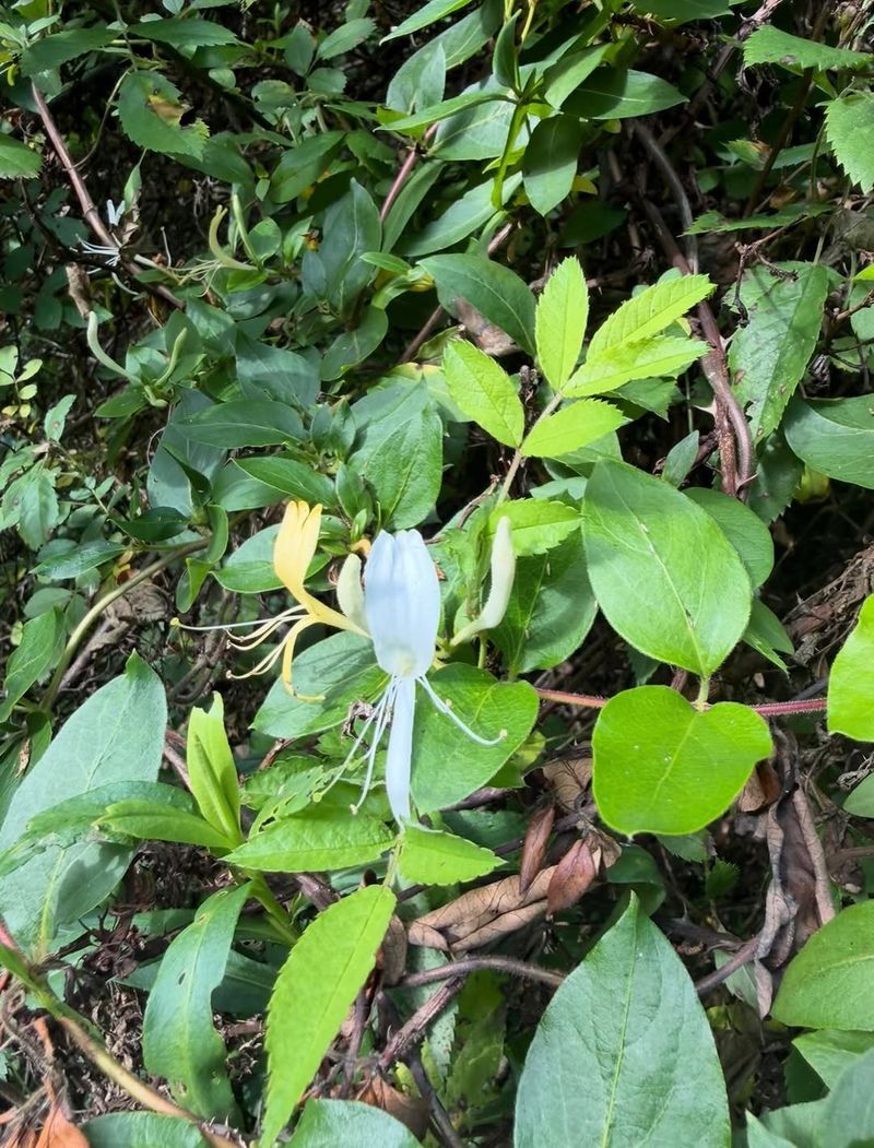 Aggressive Growth And Spread