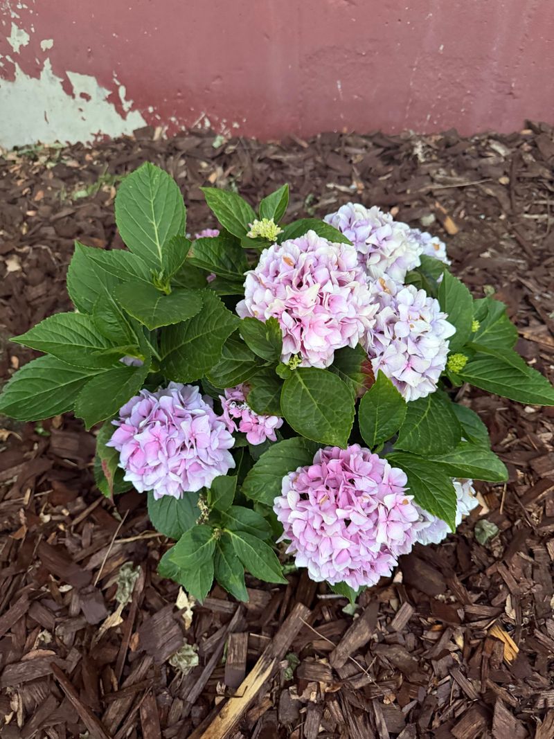 Aim For Evenly Moist, Not Soggy Soil