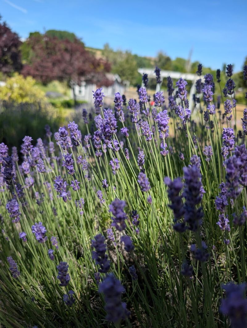 Aim For Neutral To Alkaline Soil