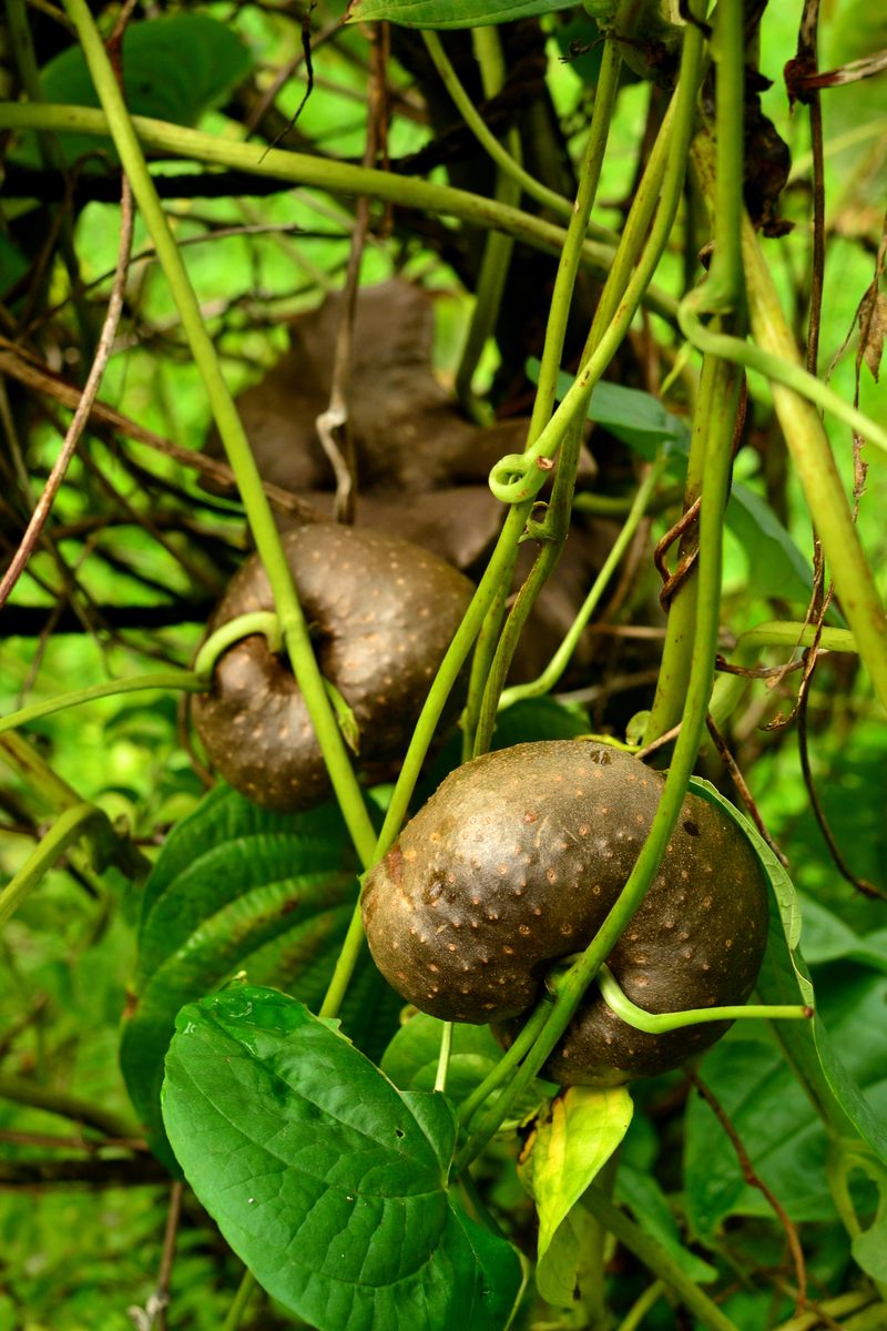 Air Potato Spreads With Fast-Growing Vines