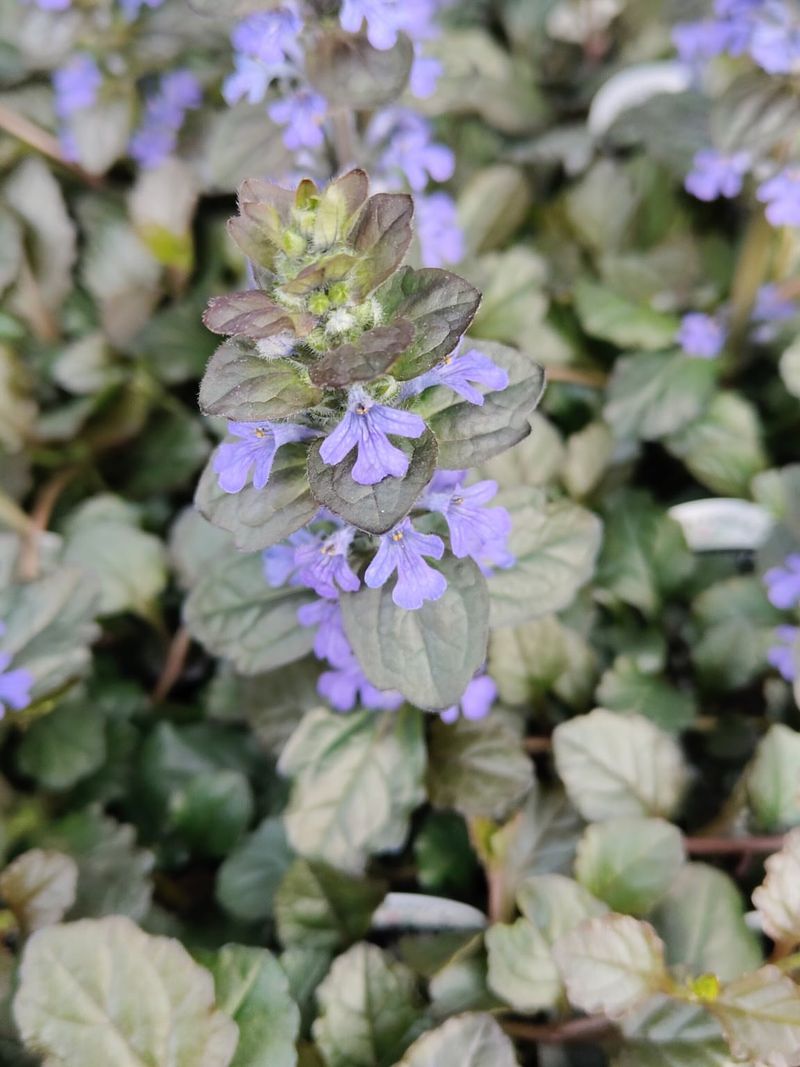 Ajuga Fills Bare Spots With Dense Low Foliage Ajuga Fills Bare Spots With Dense Low Foliage