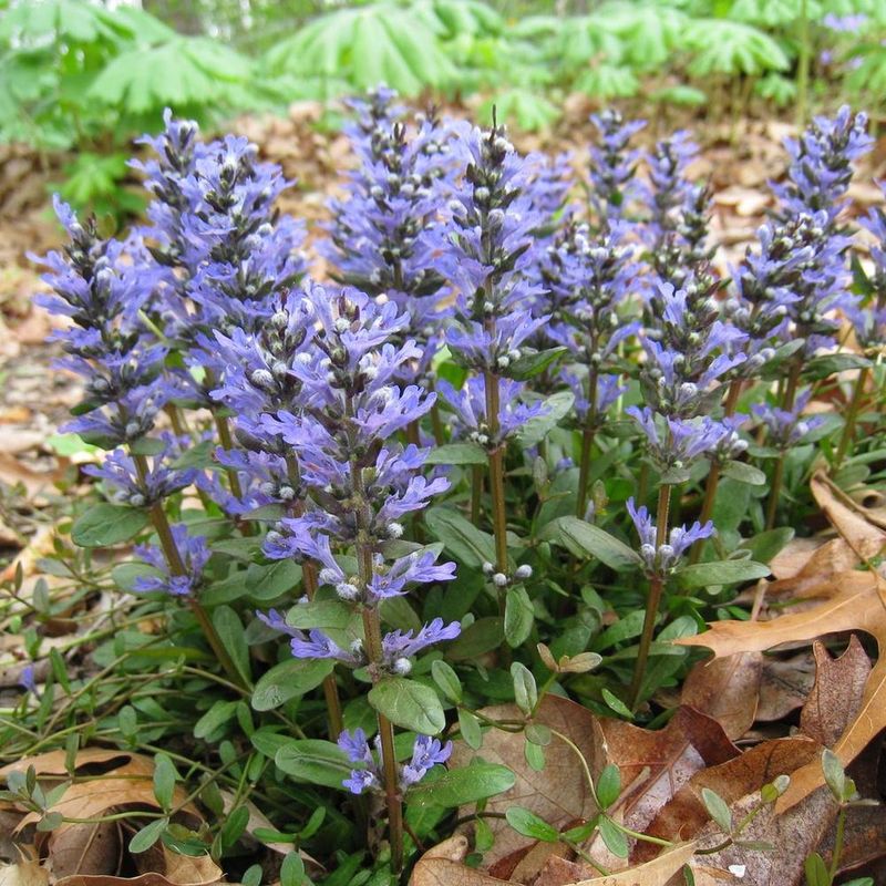 Ajuga Fills Bed Edges With Dense Low-Growing Foliage Ajuga Fills Bed Edges With Dense Low-Growing Foliage