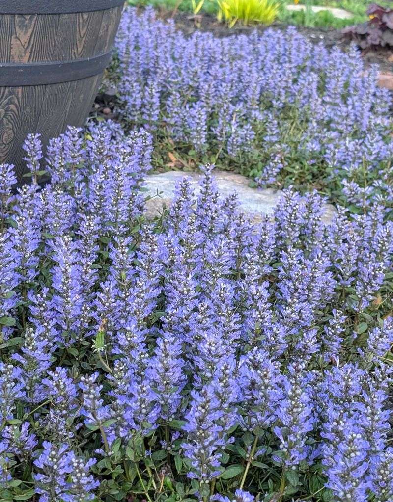 Ajuga Turns Bare Patches Into Solid Coverage Ajuga Turns Bare Patches Into Solid Coverage
