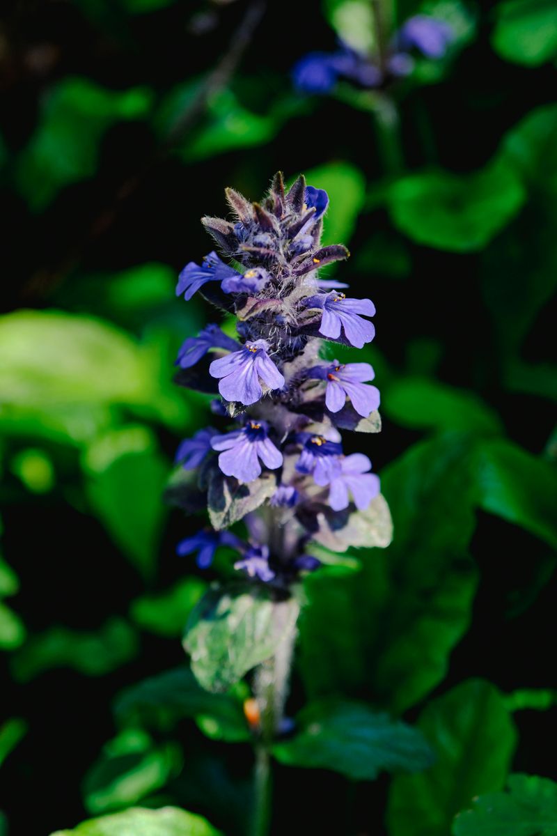 Ajuga Ajuga