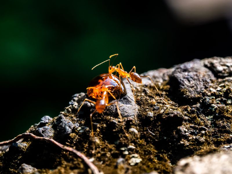 Alabama's Summer Climate Fuels Fire Ant Activity Alabama's Summer Climate Fuels Fire Ant Activity