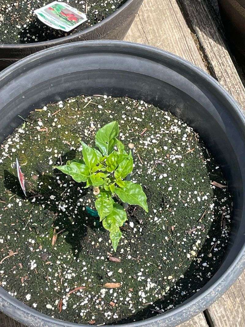 Algae Or Moss Begins Growing On Soil Surfaces