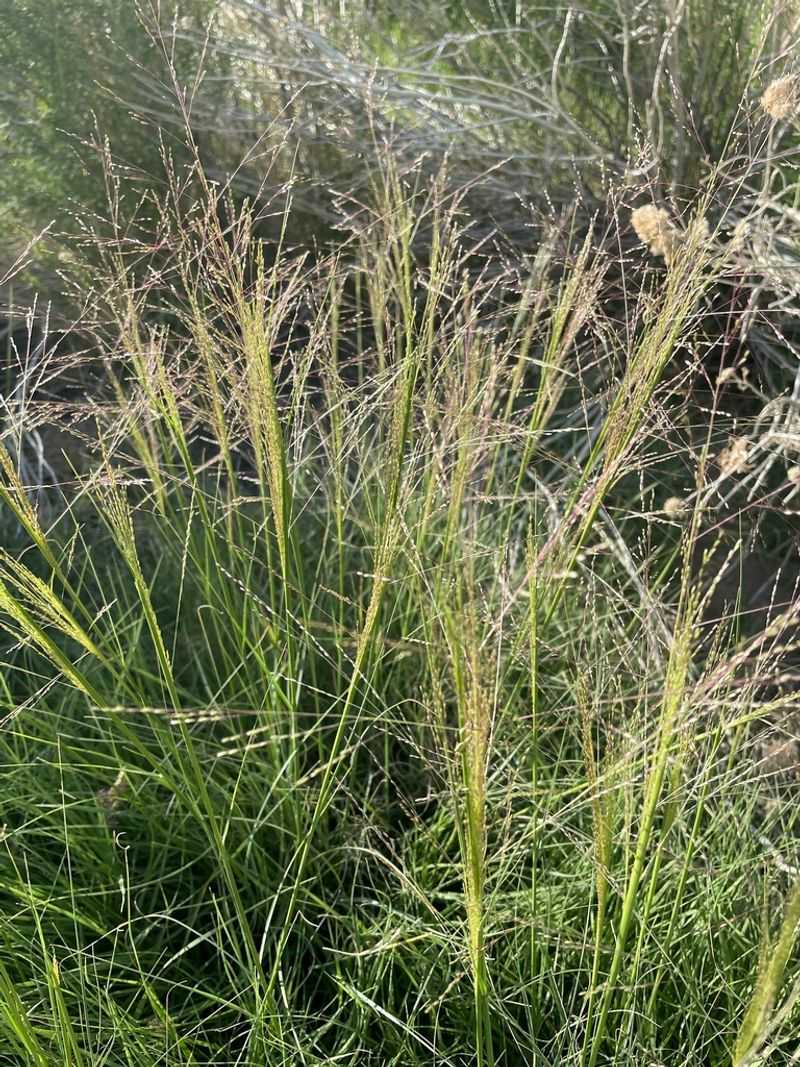 Alkali Muhly Supports A Low-Input Lawn Alternative