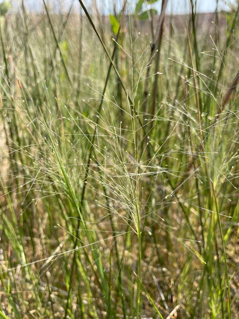 Alkali Muhly Works For Low-Input Native Texture