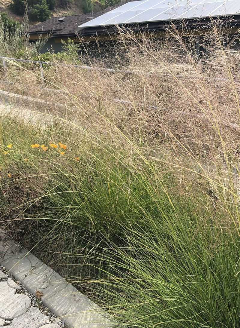 Alkali Sacaton Handles Dry, Tough Planting Strips