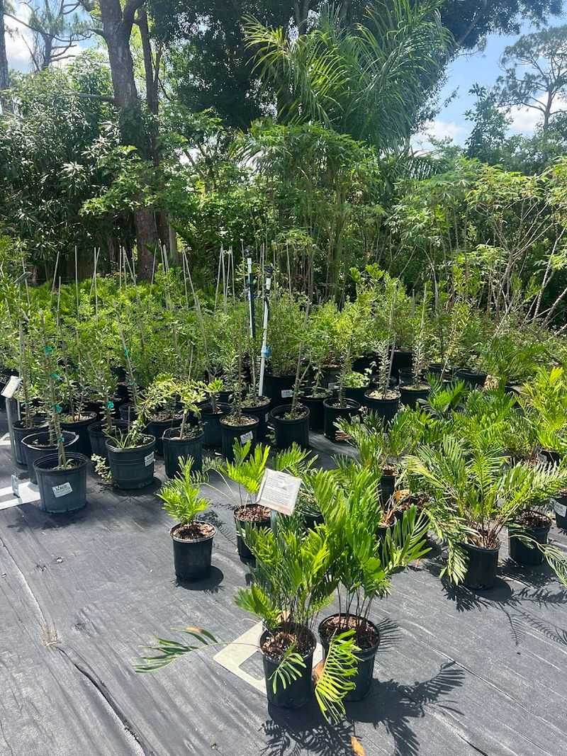 All Native Garden Center Helps Fort Myers Yards Thrive The Local Way
