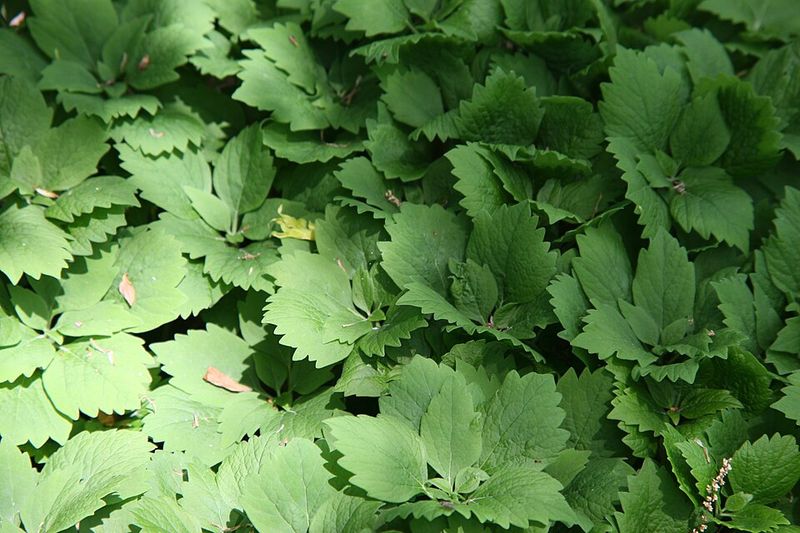 Allegheny Pachysandra (Pachysandra Procumbens)