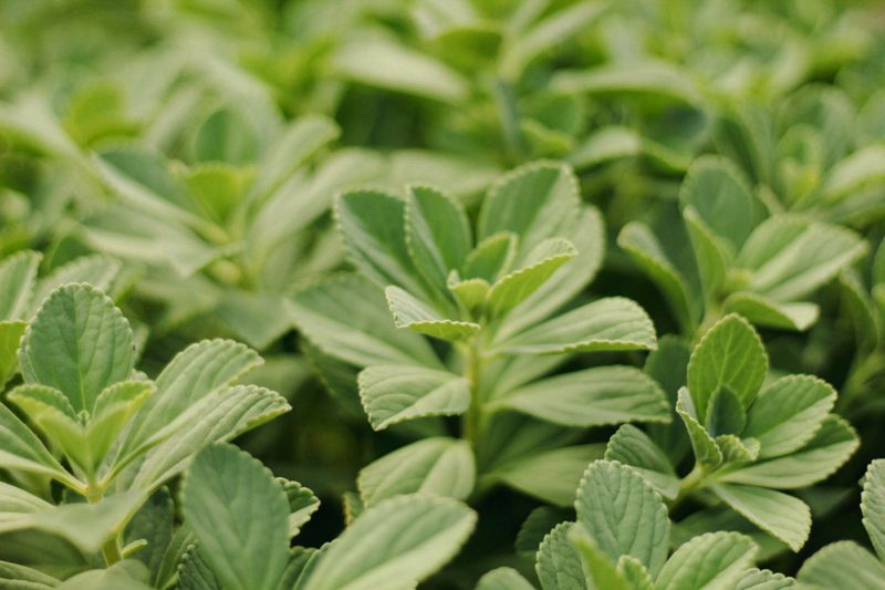 Allegheny Spurge