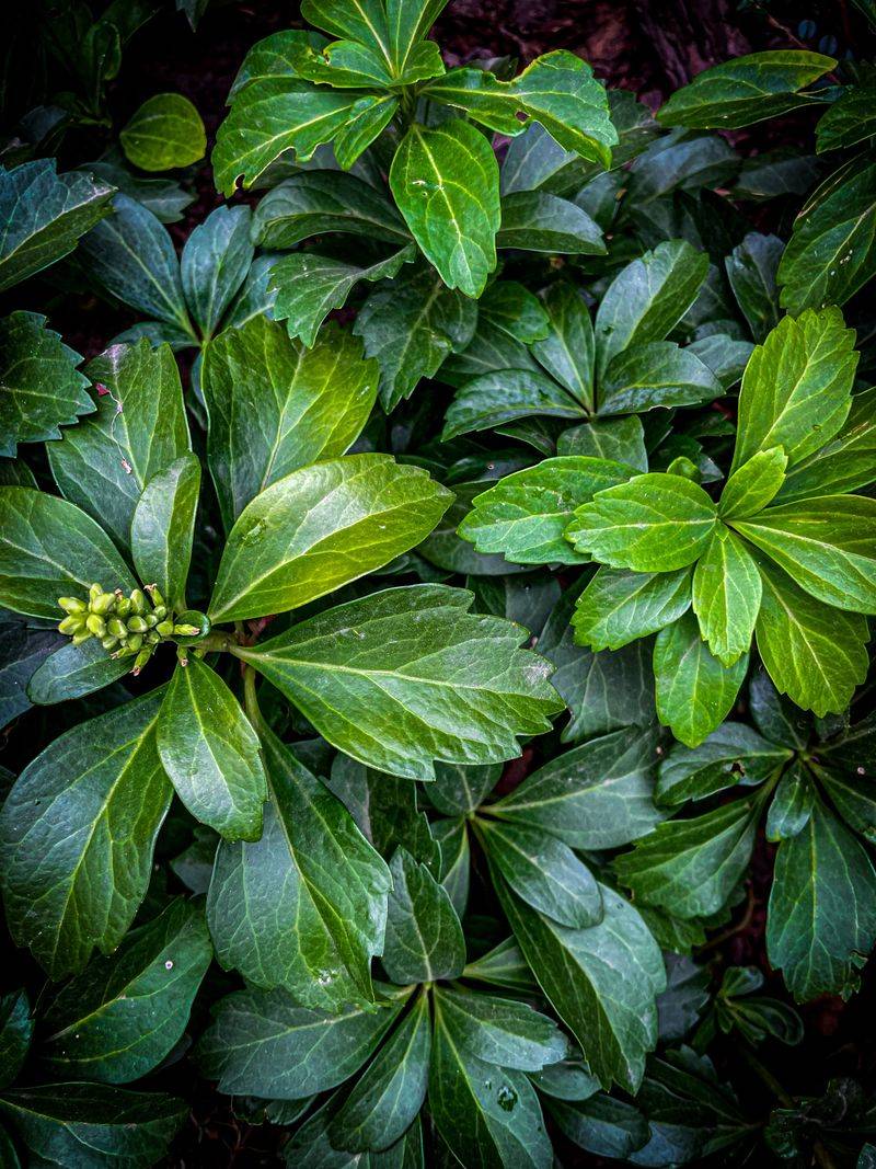 Allegheny Spurge Allegheny Spurge