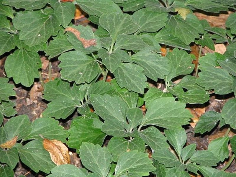 Allegheny Spurge Covers Shaded Slopes